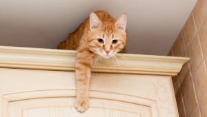 chat sur l'armoire